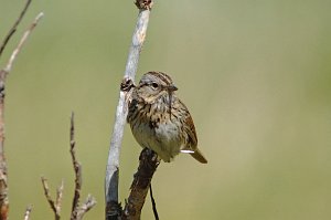 Sparrow, Lincoln's, 2007-06141709 Holzwarth Historic Site, RMNP